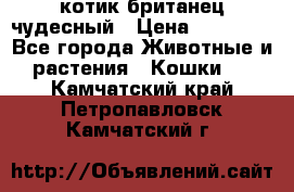 котик британец чудесный › Цена ­ 12 000 - Все города Животные и растения » Кошки   . Камчатский край,Петропавловск-Камчатский г.